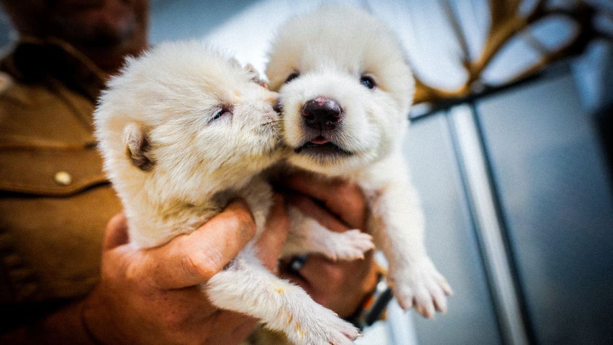 [aggregator] downloaded image for imported item #2052