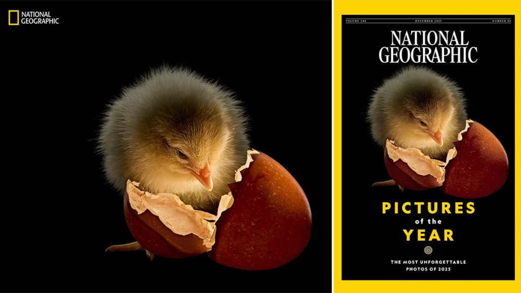 [aggregator] downloaded image for imported item #5206